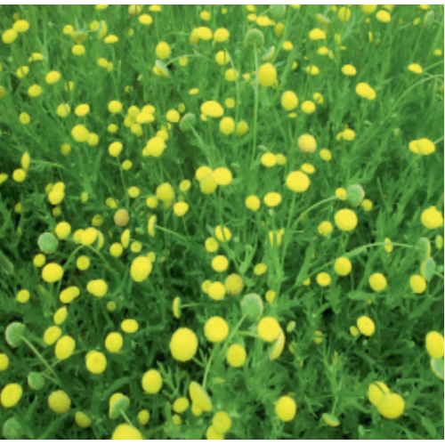 Brass Buttons (Cotula coronopifolia) Wayside Water Gardens